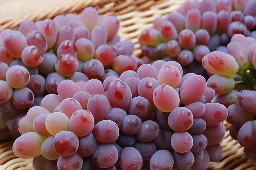 葡萄種類(lèi)名稱(chēng)及圖片(常見(jiàn)18種葡萄的區(qū)別及口感) 葡萄種類(lèi)名稱(chēng)及圖片(常見(jiàn)18種葡萄的區(qū)別及口感)