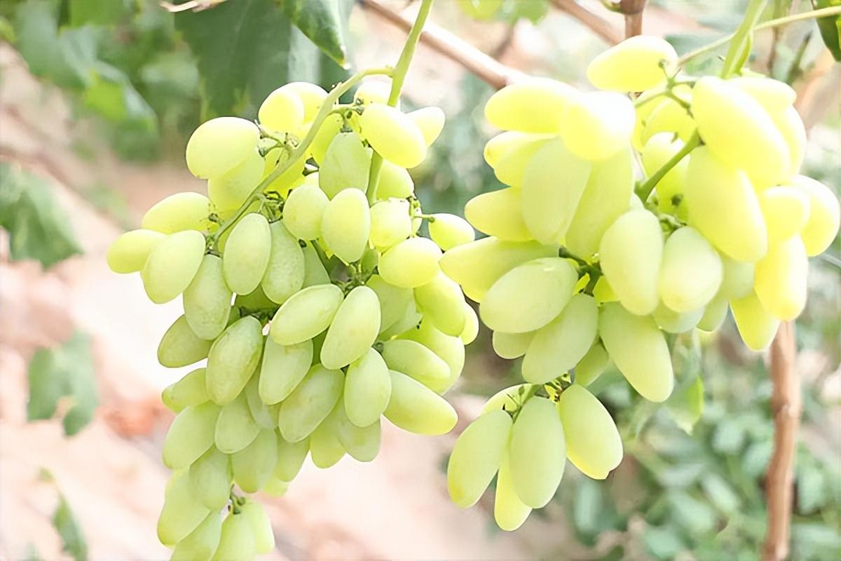 葡萄種類(lèi)名稱(chēng)及圖片(常見(jiàn)18種葡萄的區(qū)別及口感) 葡萄種類(lèi)名稱(chēng)及圖片(常見(jiàn)18種葡萄的區(qū)別及口感)