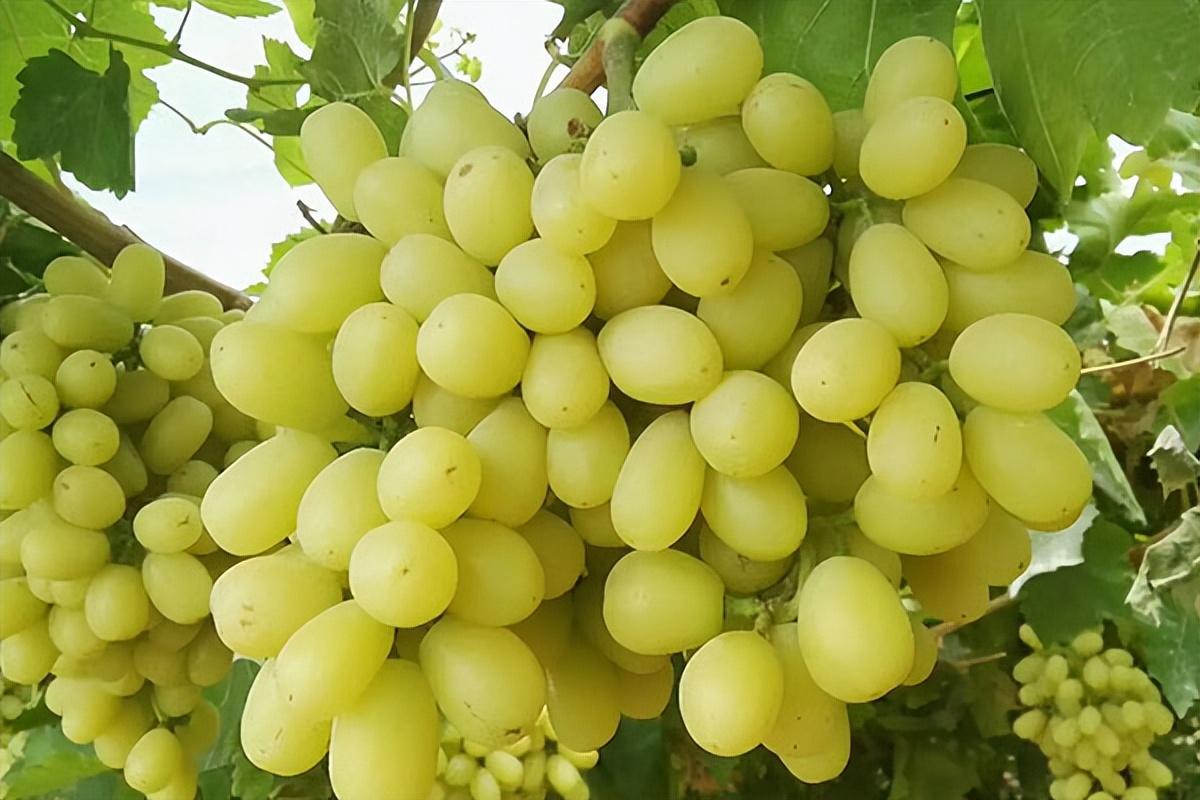 葡萄種類(lèi)名稱(chēng)及圖片(常見(jiàn)18種葡萄的區(qū)別及口感) 葡萄種類(lèi)名稱(chēng)及圖片(常見(jiàn)18種葡萄的區(qū)別及口感)