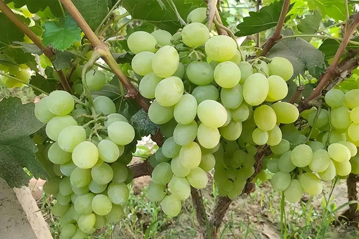 葡萄種類(lèi)名稱(chēng)及圖片(常見(jiàn)18種葡萄的區(qū)別及口感) 葡萄種類(lèi)名稱(chēng)及圖片(常見(jiàn)18種葡萄的區(qū)別及口感)