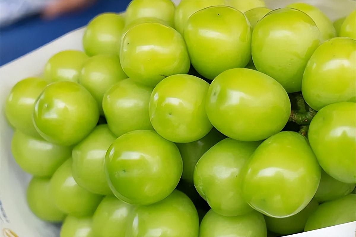 葡萄種類(lèi)名稱(chēng)及圖片(常見(jiàn)18種葡萄的區(qū)別及口感) 葡萄種類(lèi)名稱(chēng)及圖片(常見(jiàn)18種葡萄的區(qū)別及口感)