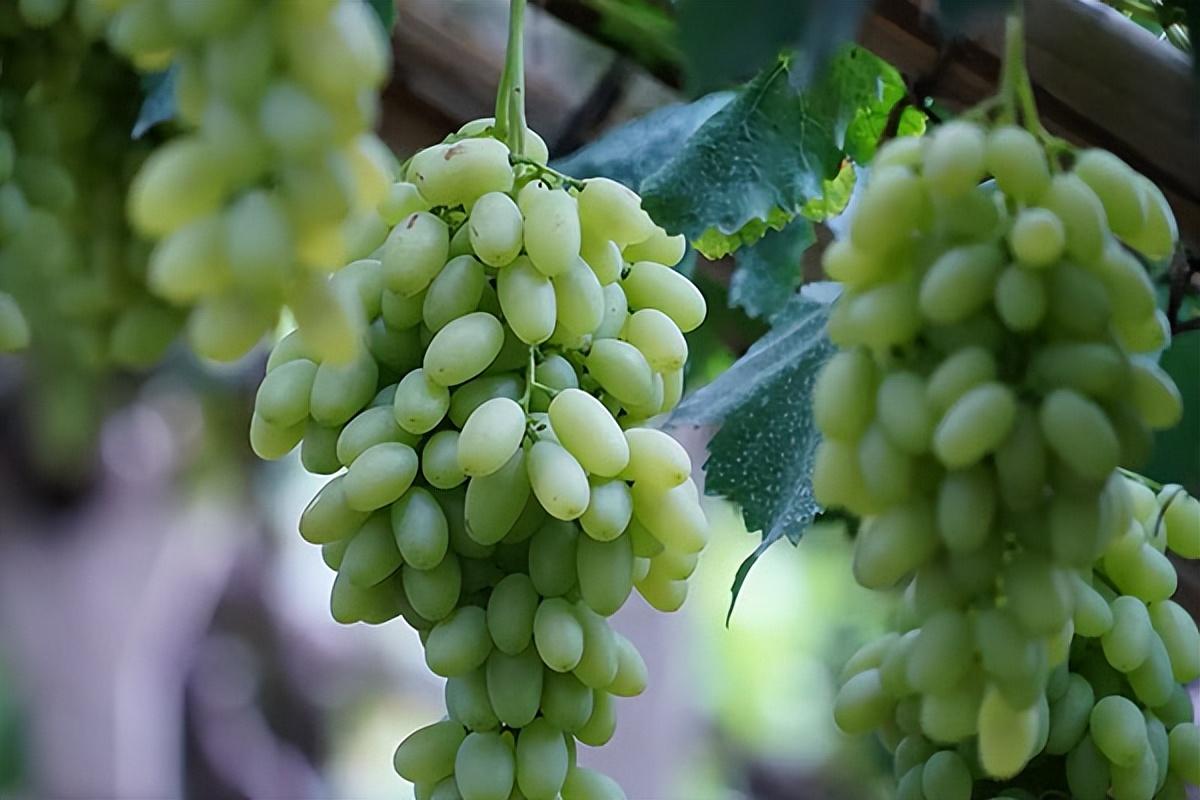 葡萄種類(lèi)名稱(chēng)及圖片(常見(jiàn)18種葡萄的區(qū)別及口感) 葡萄種類(lèi)名稱(chēng)及圖片(常見(jiàn)18種葡萄的區(qū)別及口感)