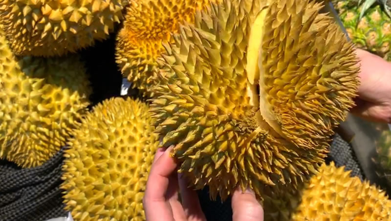 什么樣的榴蓮才是好榴蓮(挑選榴蓮的訣竅) 什么樣的榴蓮才是好榴蓮(挑選榴蓮的訣竅)