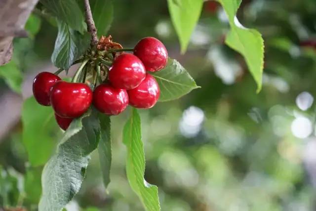 為什么車?yán)遄颖葯烟屹F很多(車?yán)遄雍蜋烟业膮^(qū)別) 為什么車?yán)遄颖葯烟屹F很多(車?yán)遄雍蜋烟业膮^(qū)別)
