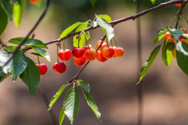 為什么車?yán)遄颖葯烟屹F很多(車?yán)遄雍蜋烟业膮^(qū)別) (華盛頓沒有砍過櫻桃樹,但歐美人喜歡櫻桃是真的,圖中為意大利畫家薩爾瓦多·波斯蒂廖內(nèi)繪制的《櫻桃時間》)