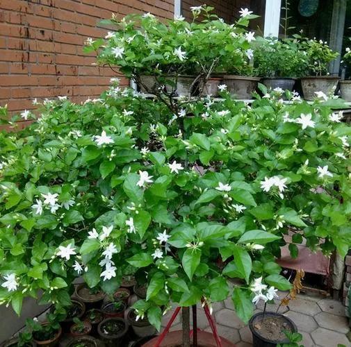 茉莉花怎么養才長得好(種植茉莉花的4個技巧) 菠蘿和鳳梨是一個物種嗎(菠蘿和鳳梨的區別)