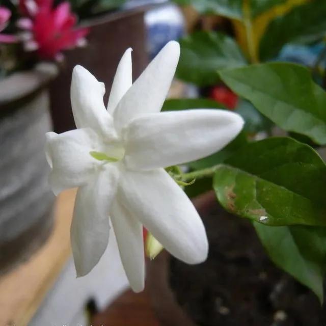 茉莉花怎么養才長得好(種植茉莉花的4個技巧) 菠蘿和鳳梨是一個物種嗎(菠蘿和鳳梨的區別)