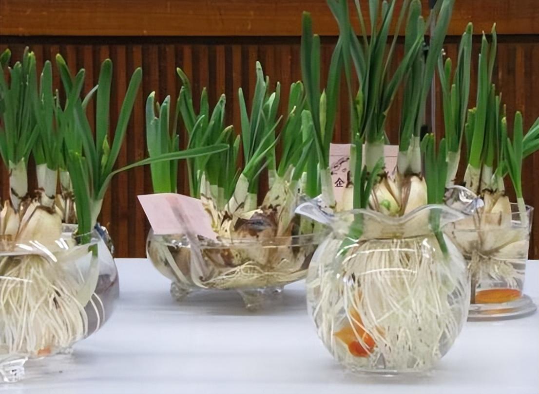 水仙花的養(yǎng)殖方法和注意事項(xiàng)(水培土培水仙花正確養(yǎng)法) 水仙花的養(yǎng)殖方法和注意事項(xiàng)(水培土培水仙花正確養(yǎng)法)