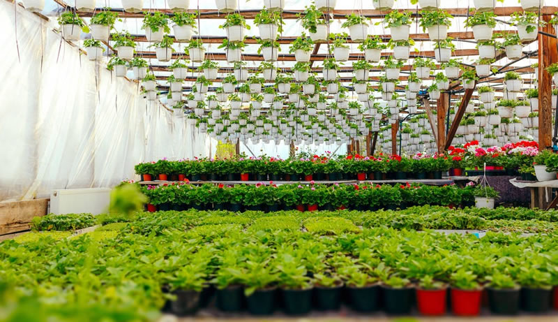 水仙花的養(yǎng)殖方法和注意事項(xiàng)(水培土培水仙花正確養(yǎng)法) 水仙花的養(yǎng)殖方法和注意事項(xiàng)(水培土培水仙花正確養(yǎng)法)