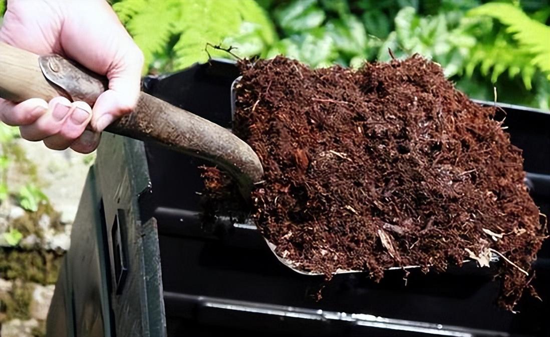 水仙花的養(yǎng)殖方法和注意事項(xiàng)(水培土培水仙花正確養(yǎng)法) 水仙花的養(yǎng)殖方法和注意事項(xiàng)(水培土培水仙花正確養(yǎng)法)