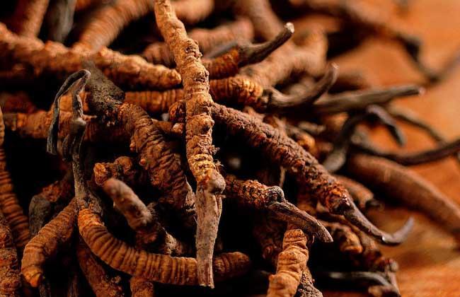 一斤蟲草大約多少元(冬蟲夏草的市場價格) 一斤蟲草大約多少元(冬蟲夏草的市場價格)