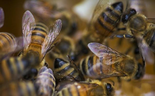 雄蜂的職責(zé)是干什么的(雄蜂的用處) 雄蜂的職責(zé)是干什么的(雄蜂的用處)