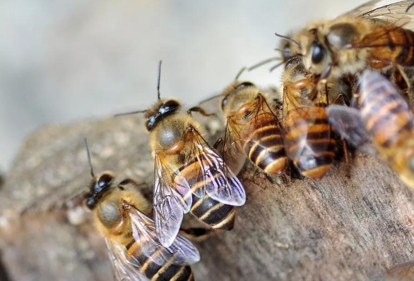 雄蜂的職責(zé)是干什么的(雄蜂的用處) 雄蜂的職責(zé)是干什么的(雄蜂的用處)