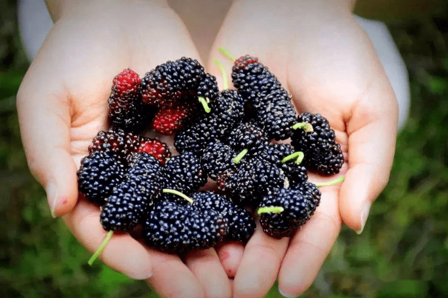 桑葚產(chǎn)地是哪里（中國(guó)桑葚10大主要產(chǎn)地）