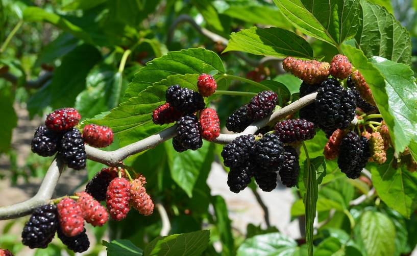 桑葚產(chǎn)地是哪里（中國(guó)桑葚10大主要產(chǎn)地）