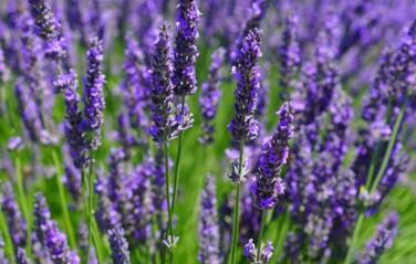 999朵玫瑰代表什么(999朵玫瑰花的寓意和花語) 999朵玫瑰代表什么(999朵玫瑰花的寓意和花語)