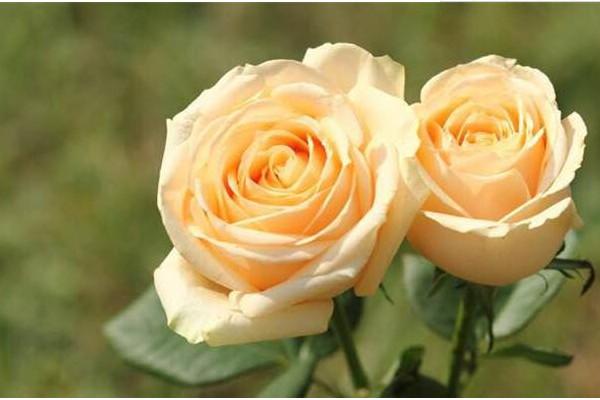 99朵玫瑰代表什么意思(99朵玫瑰的花語和含義) 99朵玫瑰代表什么意思(99朵玫瑰的花語和含義)