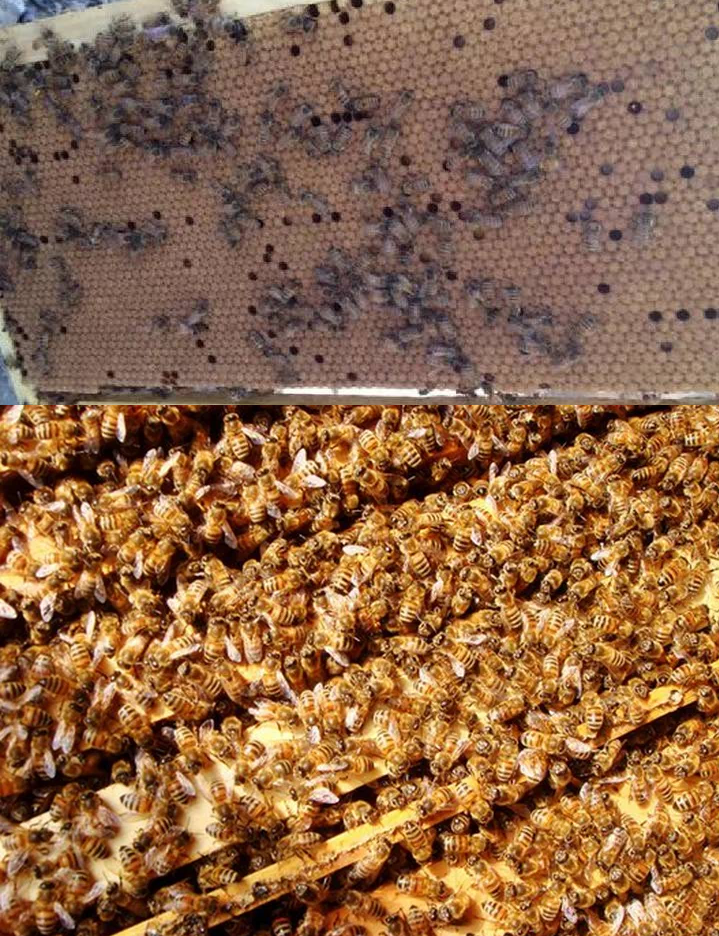 中國北方蜜蜂種類有哪些(適合北方養殖蜜蜂品種) 中國北方蜜蜂種類有哪些(適合北方養殖蜜蜂品種)