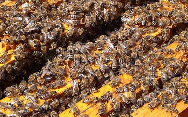 中國北方蜜蜂種類有哪些(適合北方養殖蜜蜂品種) 中國北方蜜蜂種類有哪些(適合北方養殖蜜蜂品種)