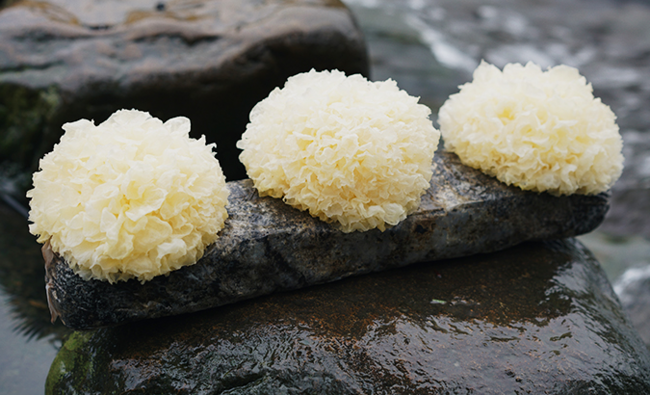 白木耳是銀耳嗎（白木耳和銀耳的區別）