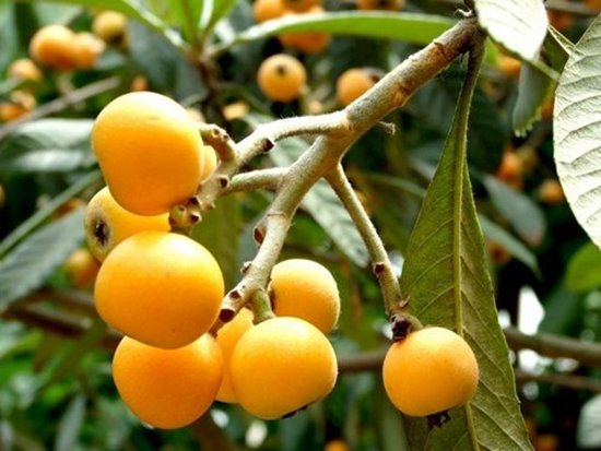 枇杷的英文怎么寫(枇杷的英文讀寫和發(fā)音) 枇杷的英文怎么寫(枇杷的英文讀寫和發(fā)音)