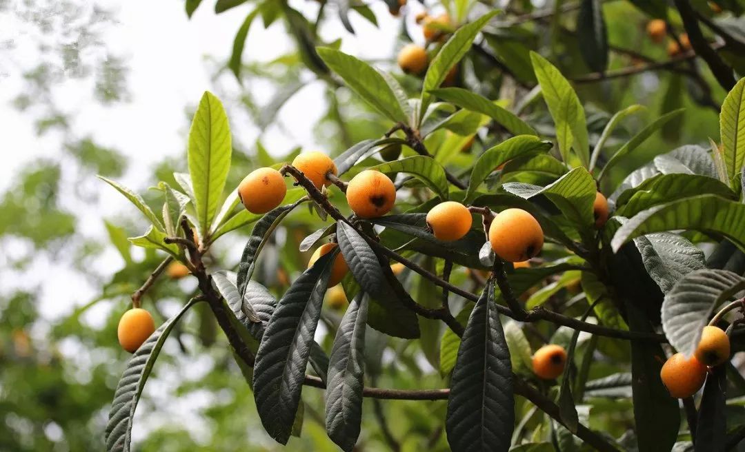 枇杷的英文怎么寫(枇杷的英文讀寫和發(fā)音) 枇杷的英文怎么寫(枇杷的英文讀寫和發(fā)音)