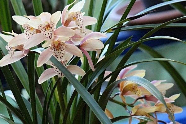 蘭花的養殖方法和注意事項(盆栽蘭花的正確種植方法) 蘭花的養殖方法和注意事項(盆栽蘭花的正確種植方法)