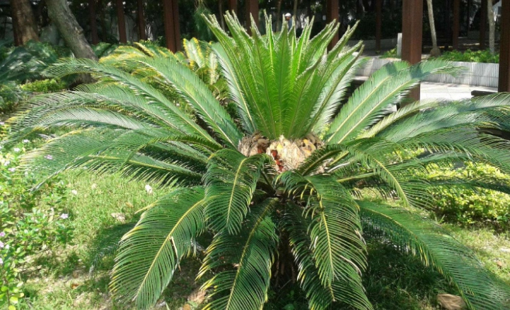 鐵樹的養殖方法和注意事項(鐵樹的正確栽法) 鐵樹的養殖方法和注意事項(鐵樹的正確栽法)