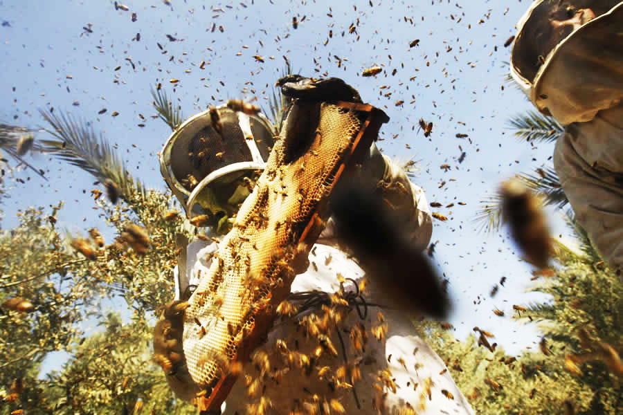 夏季養蜂是否蓋薄膜 夏季養蜂是否蓋薄膜