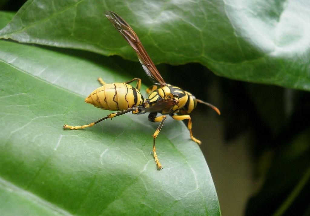 如何防治蜜蜂天敵(蜜蜂天敵的防治方法) 如何防治蜜蜂天敵(蜜蜂天敵的防治方法)