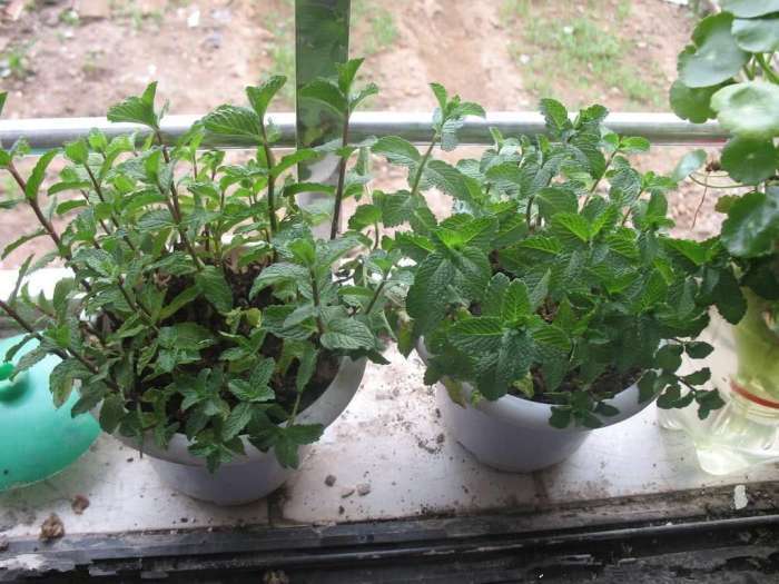 薄荷怎么養(yǎng)盆栽（從選購到養(yǎng)護(hù)全攻略）