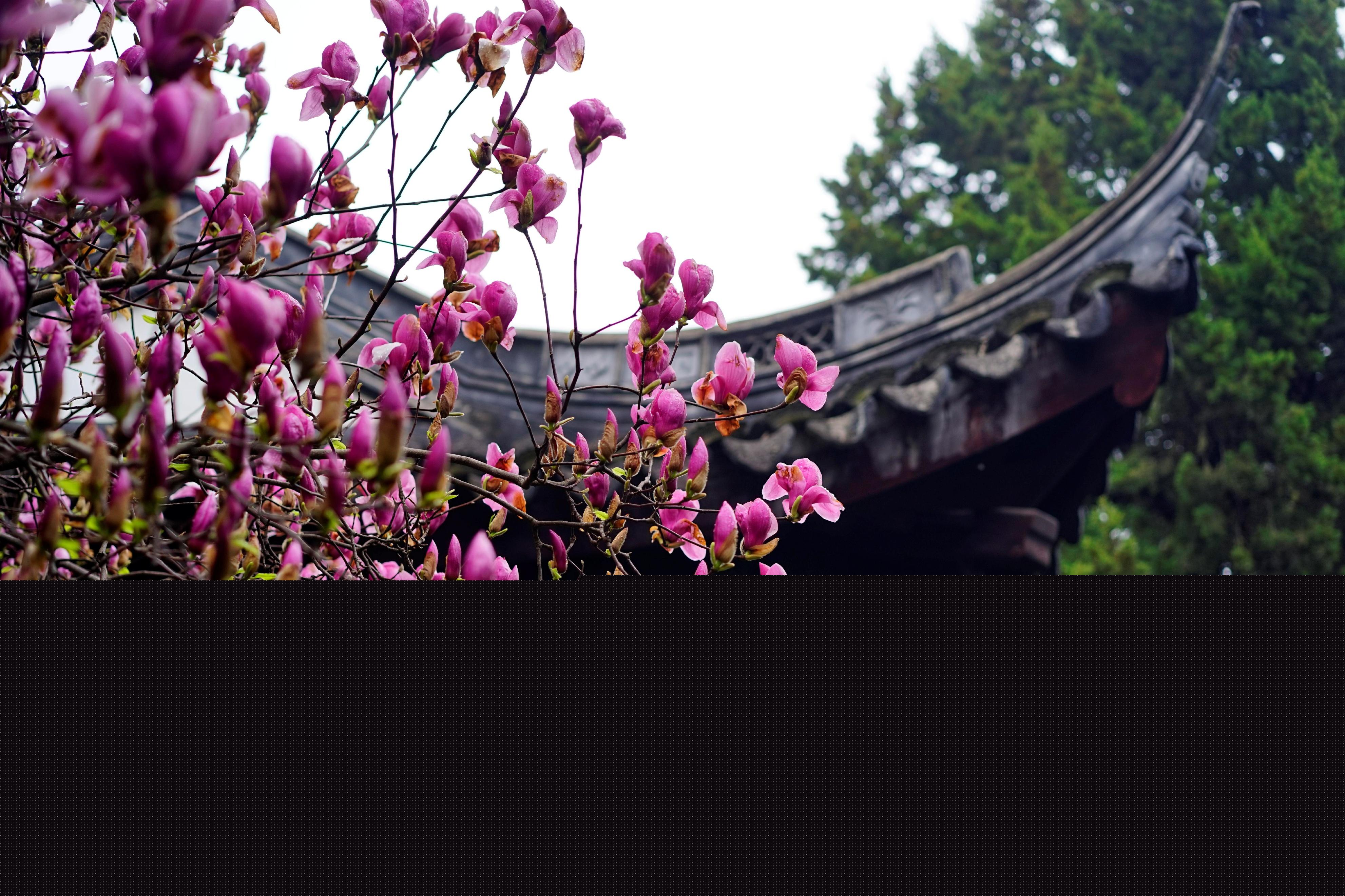 二喬玉蘭為什么叫二喬（二喬玉蘭名字由來）