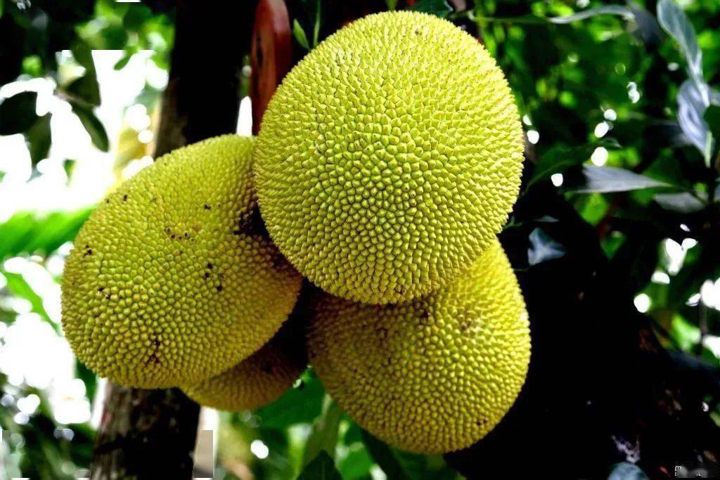 菠蘿蜜什么時候成熟(掌握菠蘿蜜成熟采摘時間) 菠蘿蜜什么時候成熟(掌握菠蘿蜜成熟采摘時間)