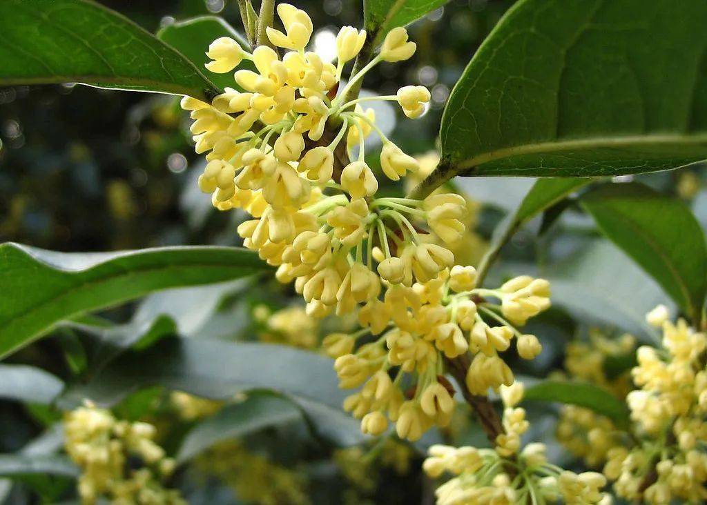 桂花的常見品種有哪些(桂花的品類介紹) 桂花的常見品種有哪些(桂花的品類介紹)