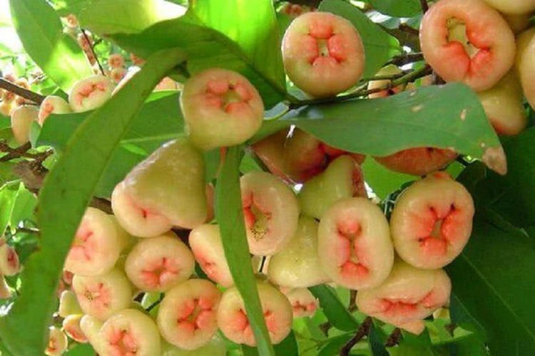 蓮霧多少錢一斤（蓮霧的市場價(jià)格）