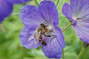招蜜蜂最快的方法？