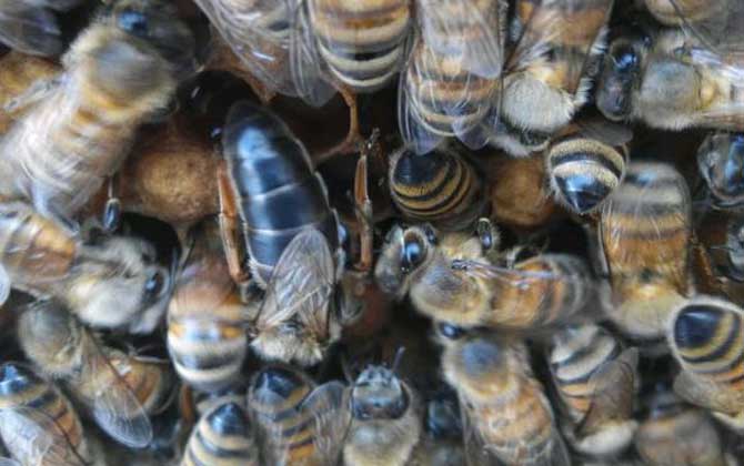 東北黑蜂有哪些優(yōu)點(diǎn)？