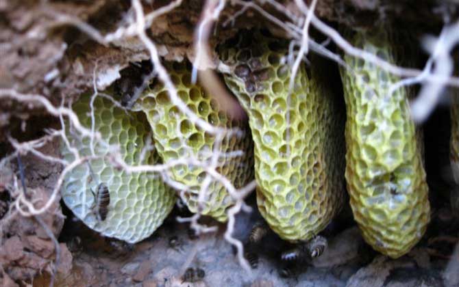 中華蜜蜂分布在哪里？