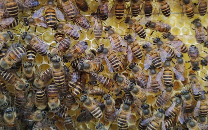 處女蜂王什么時候交尾？