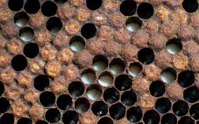 雄蜂從卵到出房要多少天？