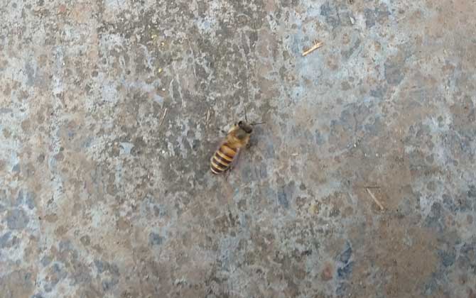 土蜂和洋蜂有什么區(qū)別？