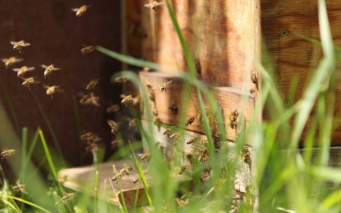 怎么辨認是不是偵查蜂？