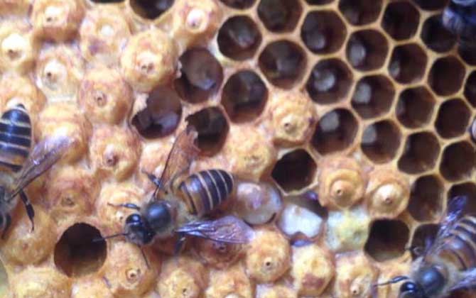 封蓋子脾沒有工蜂還能活嗎？