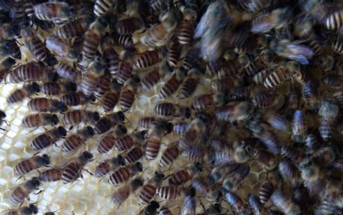 工蜂圍王有哪些“動(dòng)機(jī)”？