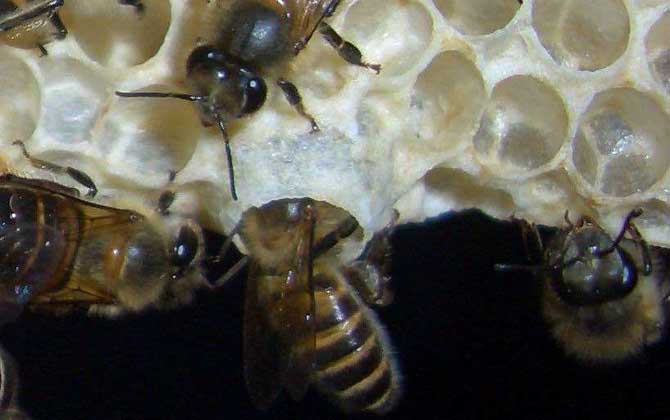 中蜂王臺多久看一次？