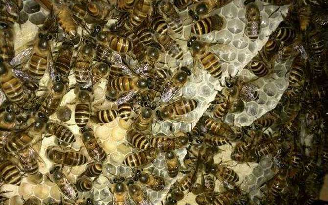 中蜂雙王群有哪些難點(diǎn)？