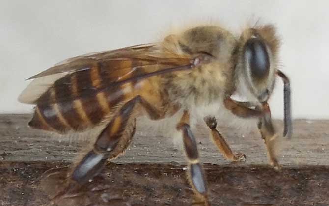 中蜂如何用雙王養(yǎng)成強(qiáng)群？