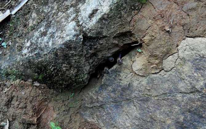 怎么誘蜂最容易來(lái)蜂？