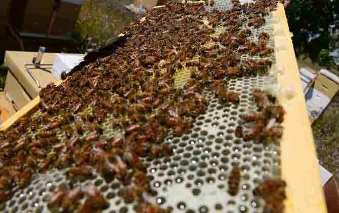 雙王群的組織時(shí)間及方法