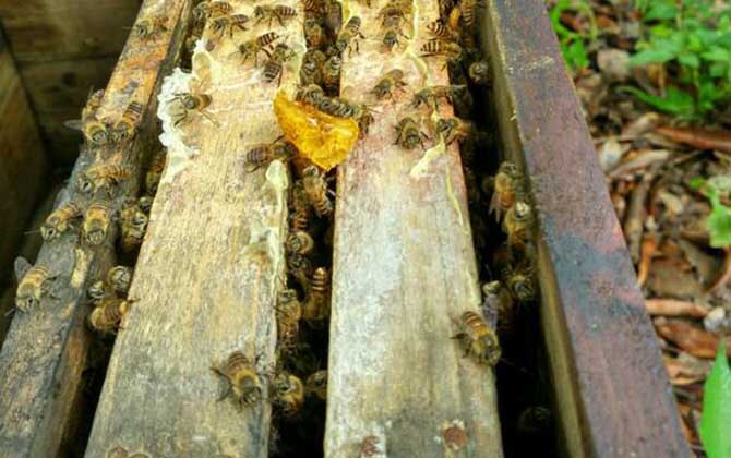 蜜蜂開(kāi)箱的正確時(shí)間及注意事項(xiàng)